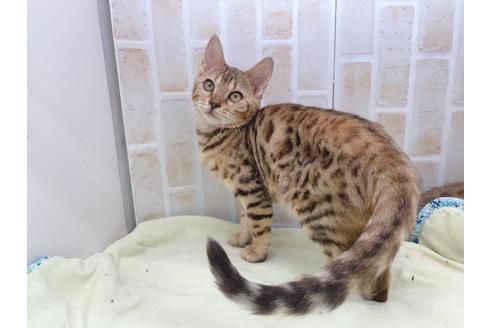 成約済の東京都のベンガル-18385の1枚目