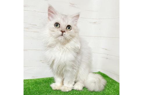 埼玉県でペルシャ チンチラ の子猫を探す 子猫ブリーダーナビ