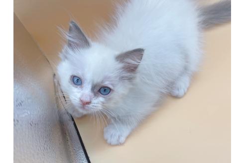 成約済の東京都のラグドール-18405の15枚目