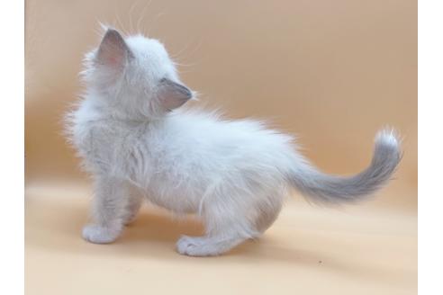 成約済の東京都のラグドール-18405の16枚目