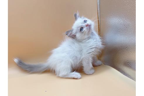 成約済の東京都のラグドール-18405の3枚目