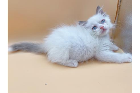 成約済の東京都のラグドール-18405の4枚目