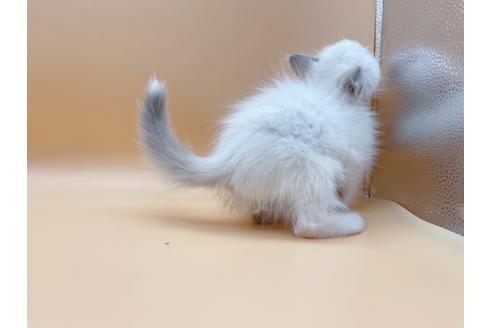 成約済の東京都のラグドール-18405の5枚目