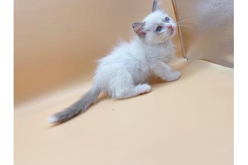 成約済の東京都のラグドール-18405の6枚目