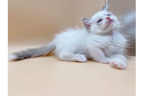 成約済の東京都のラグドール-18405の7枚目