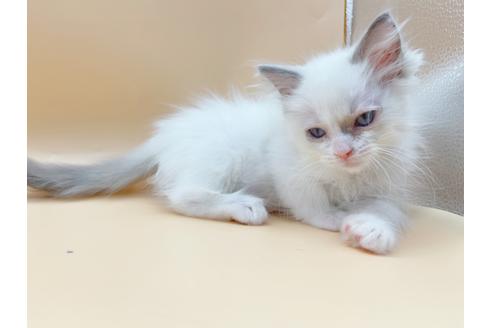 成約済の東京都のラグドール-18405の8枚目