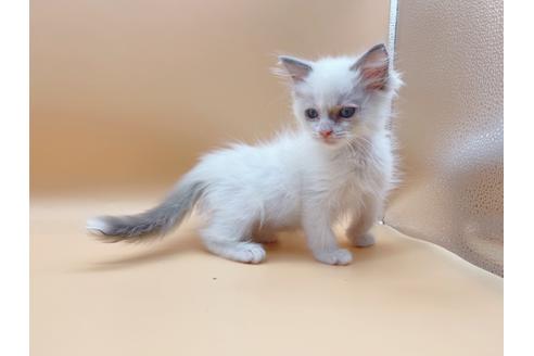 成約済の東京都のラグドール-18405の9枚目