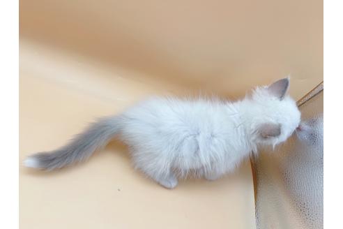 成約済の東京都のラグドール-18405の10枚目