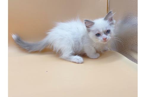 成約済の東京都のラグドール-18405の11枚目