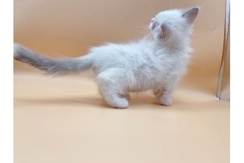 成約済の東京都のラグドール-18405の2枚目