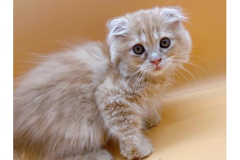 成約済の東京都のスコティッシュフォールド-18407