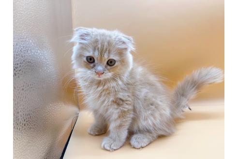 成約済の東京都のスコティッシュフォールド-18407の10枚目