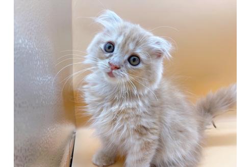 成約済の東京都のスコティッシュフォールド-18407の2枚目