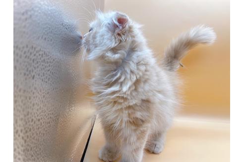 成約済の東京都のスコティッシュフォールド-18407の3枚目