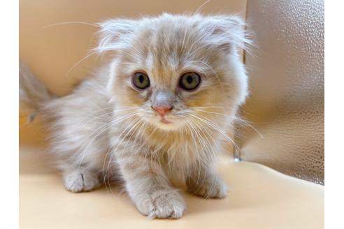 成約済の東京都のスコティッシュフォールド-18407の4枚目