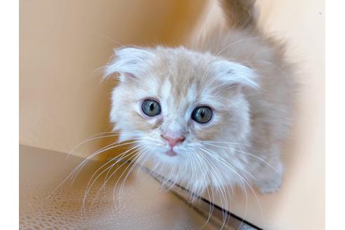 成約済の東京都のスコティッシュフォールド-18407の5枚目