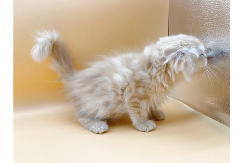 成約済の東京都のスコティッシュフォールド-18407の6枚目