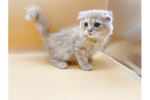 成約済の東京都のスコティッシュフォールド-18407の8枚目