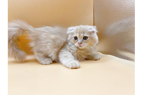 成約済の東京都のスコティッシュフォールド-18407の9枚目