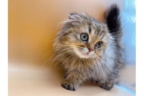 成約済の東京都のスコティッシュフォールド-18406