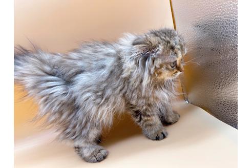 成約済の東京都のスコティッシュフォールド-18406の4枚目