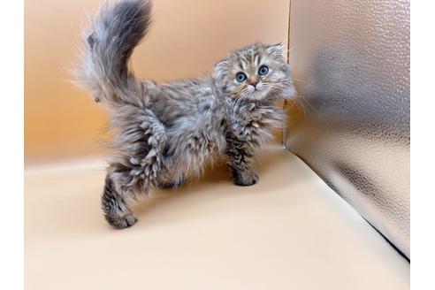 成約済の東京都のスコティッシュフォールド-18406の5枚目