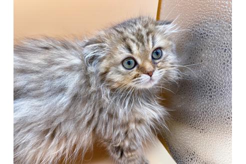 成約済の東京都のスコティッシュフォールド-18406の6枚目