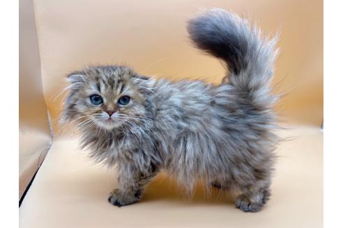 成約済の東京都のスコティッシュフォールド-18406の7枚目