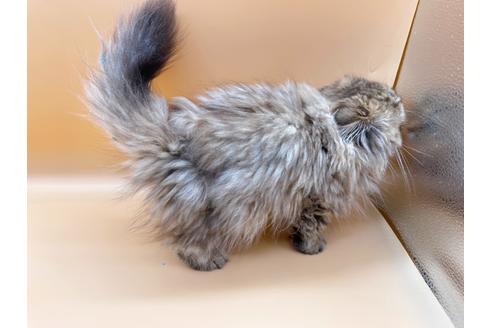 成約済の東京都のスコティッシュフォールド-18406の8枚目