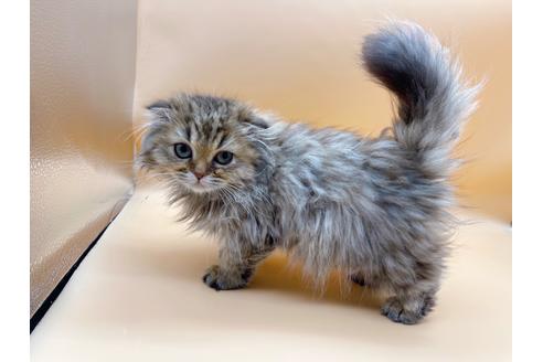 成約済の東京都のスコティッシュフォールド-18406の9枚目