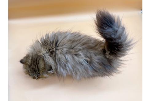 成約済の東京都のスコティッシュフォールド-18406の2枚目