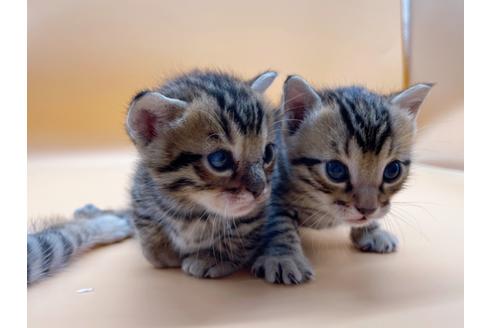 成約済の東京都のジェネッタ-18409の18枚目