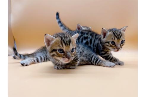 成約済の東京都のジェネッタ-18409の14枚目