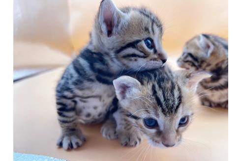 成約済の東京都のジェネッタ-18409の12枚目