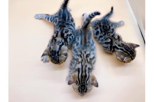 成約済の東京都のジェネッタ-18409の11枚目