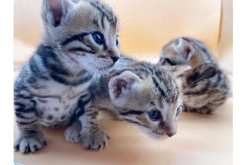 成約済の東京都のジェネッタ-18409の9枚目