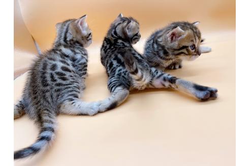 成約済の東京都のジェネッタ-18409の8枚目