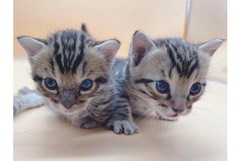 成約済の東京都のジェネッタ-18409の7枚目