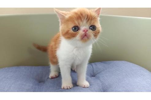 岐阜県のエキゾチックショートヘア 女の子 21 09 26生まれ レッドタビー ホワイト 子猫id 子猫ブリーダーナビ