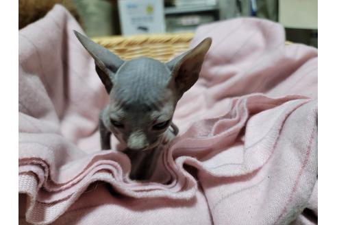 成約済の千葉県のスフィンクス-18207の1枚目