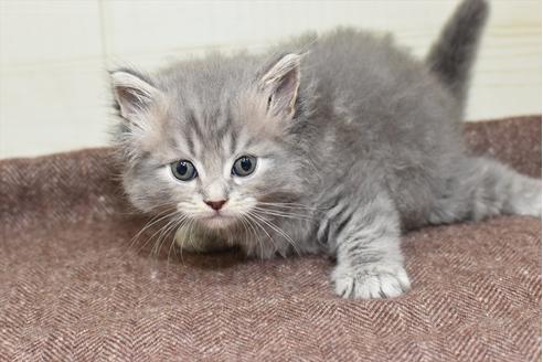 成約済の愛知県のマンチカン-18156の8枚目