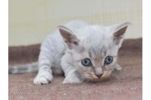 成約済の愛知県のマンチカン-18157の9枚目
