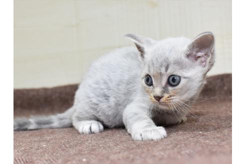 成約済の愛知県のマンチカン-18157の8枚目