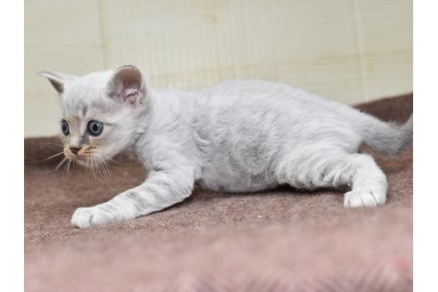 成約済の愛知県のマンチカン-18157の7枚目