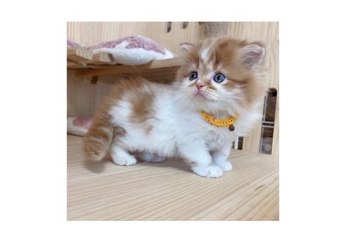 成約済の長野県のマンチカン-18450の5枚目