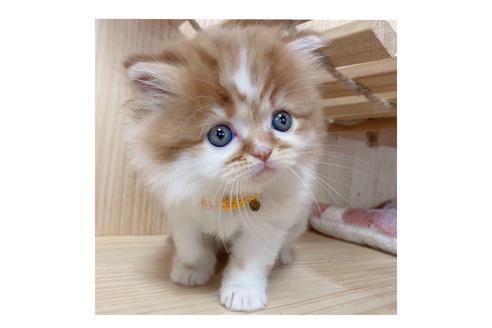 成約済の長野県のマンチカン-18450の4枚目