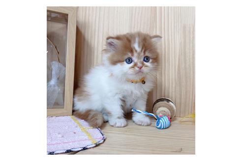 成約済の長野県のマンチカン-18450の3枚目