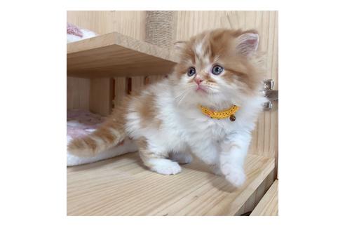 成約済の長野県のマンチカン-18450の2枚目