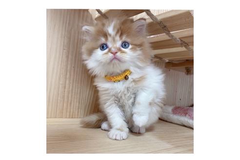 成約済の長野県のマンチカン-18450の1枚目