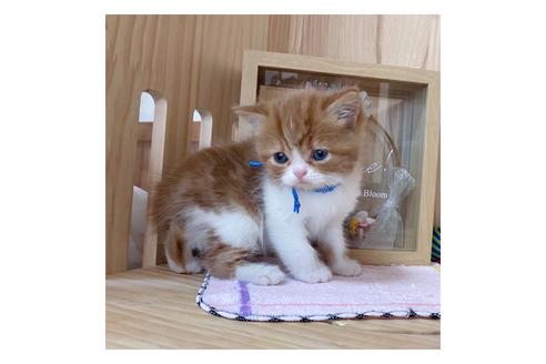 成約済の長野県のマンチカン-18451の5枚目